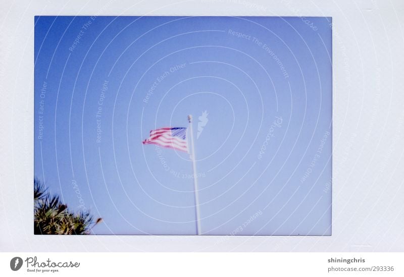 America Vacation & Travel Freedom Sky Cloudless sky Tree American Flag Blue Hospitality Florida Blow Wind Subdued colour Exterior shot Polaroid Copy Space right