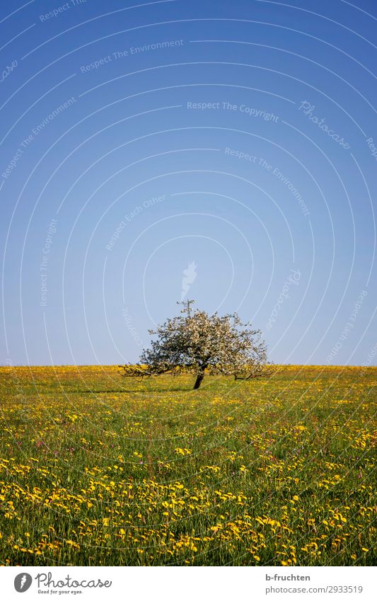Spring meadow with fruit tree Freedom Nature Landscape Plant Sky Beautiful weather Tree Flower Grass Foliage plant Meadow To enjoy Hiking Happiness Relaxation