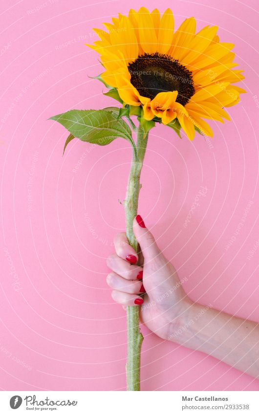 Sunflower flower in woman hand on pink background. Joy Decoration Feasts & Celebrations Valentine's Day Mother's Day Birthday Gardening Feminine Woman Adults