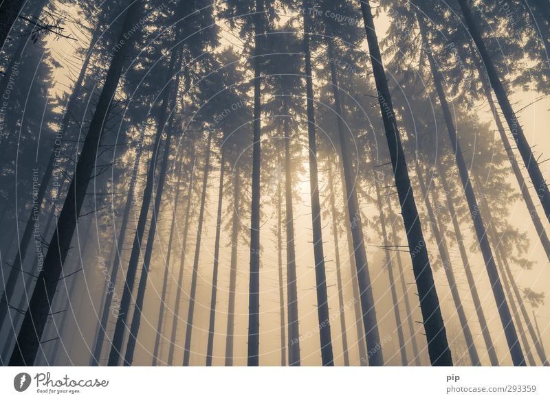 plane fog Autumn Winter Bad weather Fog Tree Spruce forest Fir tree Coniferous forest Tree trunk Branch Forest Brown Yellow Nature Environment Worm's-eye view