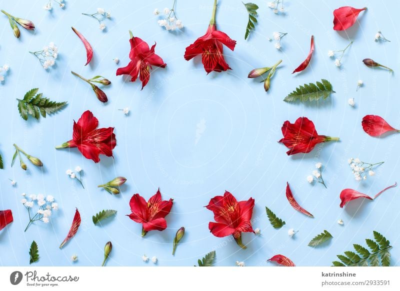 Flowers on a light blue background Design Decoration Valentine's Day Mother's Day Wedding Woman Adults Above Red Creativity romantic Light blue flat lay