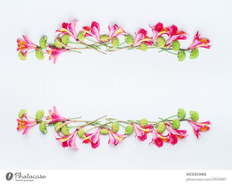 Tropical exotic flowers frame on white Style Design Summer Feasts & Celebrations Nature Plant Spring Flower Blossom Decoration Bouquet Flag Hip & trendy Pink