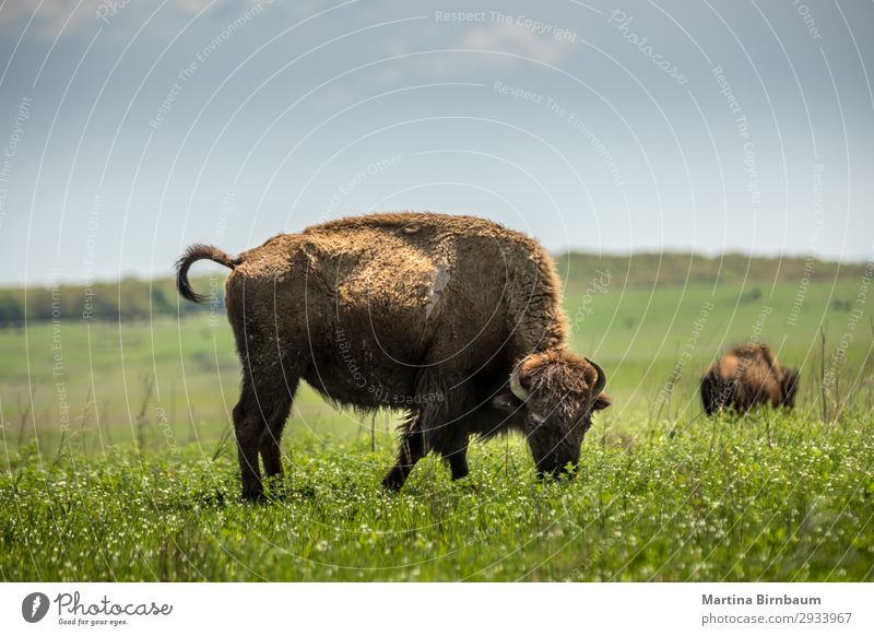 American bison American Oklahoma USA Summer Nature Jump Yellow Nationalities and ethnicity animal artiodactyla Bison blm bovidae brown buffalo district