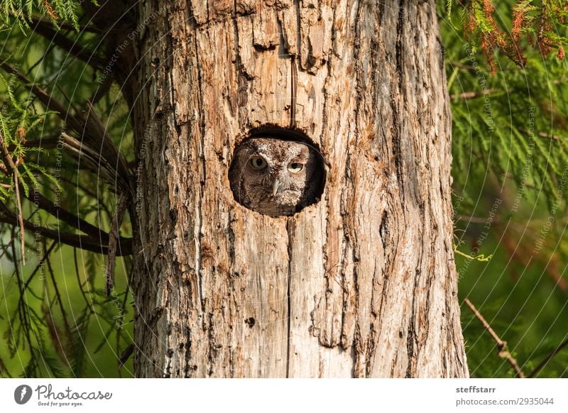 Perched inside a pine tree, an Eastern screech owl Nature Tree Animal Wild animal Bird Animal face 1 Brown Owl Megascops asio raptor Bird of prey nocturnal Nest
