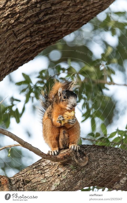 Southern fox squirrel Sciurus niger Eating Nature Animal Tree Wild animal 1 Sit Funny Cute Brown Squirrel wildlife Perches fuzzy alert watchful eye contact