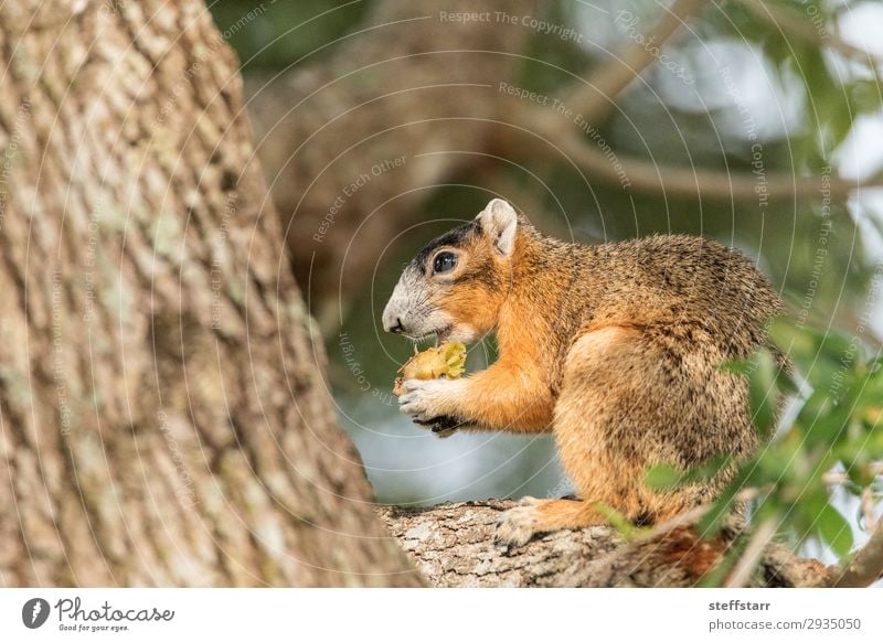 Southern fox squirrel Sciurus niger Eating Nature Animal Tree Wild animal Animal face 1 Sit Funny Cute Brown Squirrel wildlife Perches fuzzy alert watchful