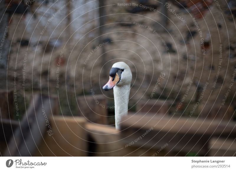 Who's that? Garden Nature Wall (barrier) Wall (building) Animal Swan 1 Looking Elegant Curiosity Cute Serene Calm Colour photo Exterior shot Deserted