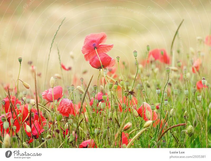 Gossip poppy in the field Nature Landscape Plant Summer Wild plant Field Beautiful Red Multicoloured Exterior shot Deserted Copy Space top Day