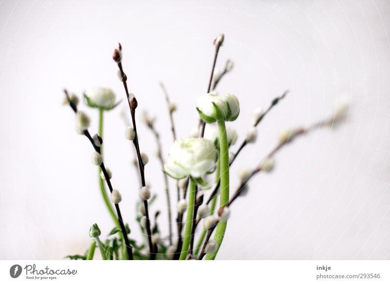Spring: Trend confident! Nature Flower Blossom Catkin Bouquet Buttercup Blossoming Thin Beautiful Small Long Soft Brown Green White Growth Bright background