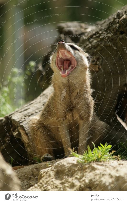 meerkats Meerkat Pelt Animal Mammal suricates sciurinae Set of teeth Yawn Vertical Sit Animal portrait