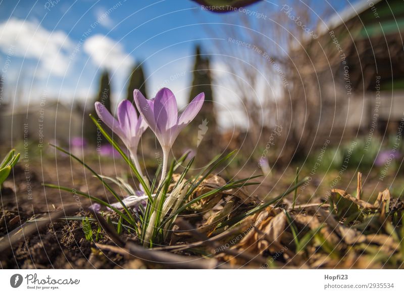 Purple crocus in the garden Environment Nature Plant Sky Clouds Sun Spring Beautiful weather Flower Blossom Foliage plant Garden Blue Brown Yellow Violet White