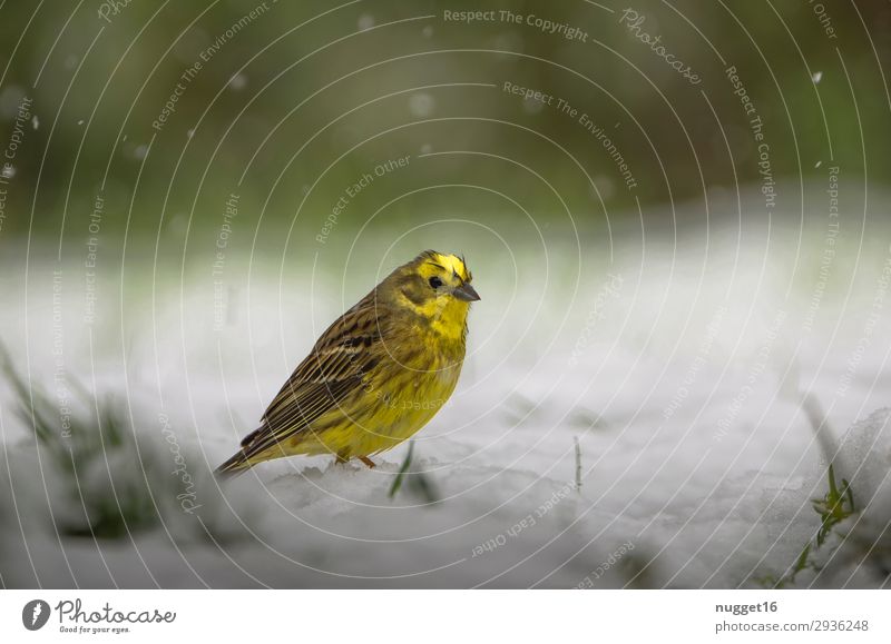 Yellowhammer in the snow Environment Nature Animal Spring Autumn Winter Climate Climate change Bad weather Ice Frost Snow Snowfall Grass Bushes Garden Park