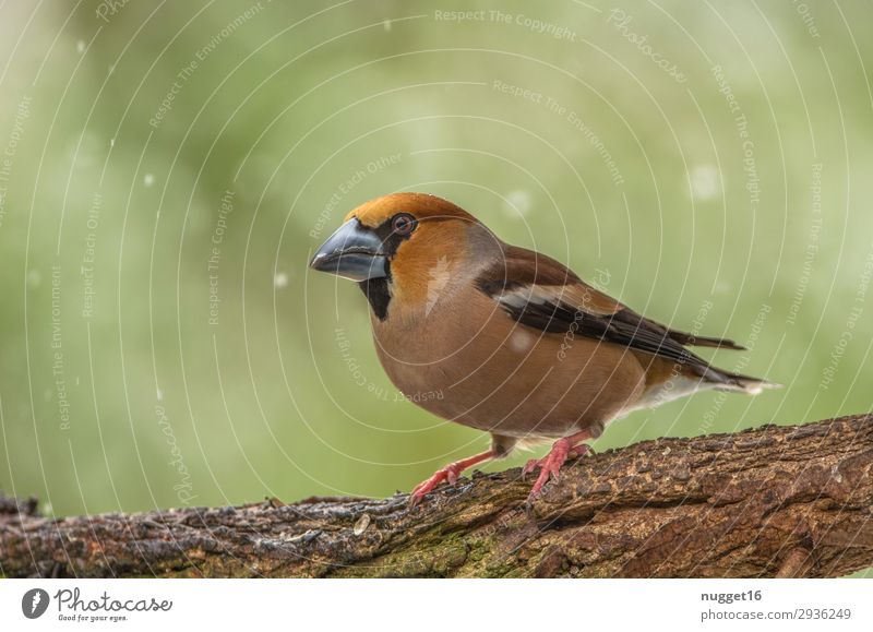 hawfinch Environment Nature Animal Spring Summer Autumn Winter Climate Bad weather Snow Snowfall Tree Garden Park Forest Wild animal Bird Animal face Wing Claw