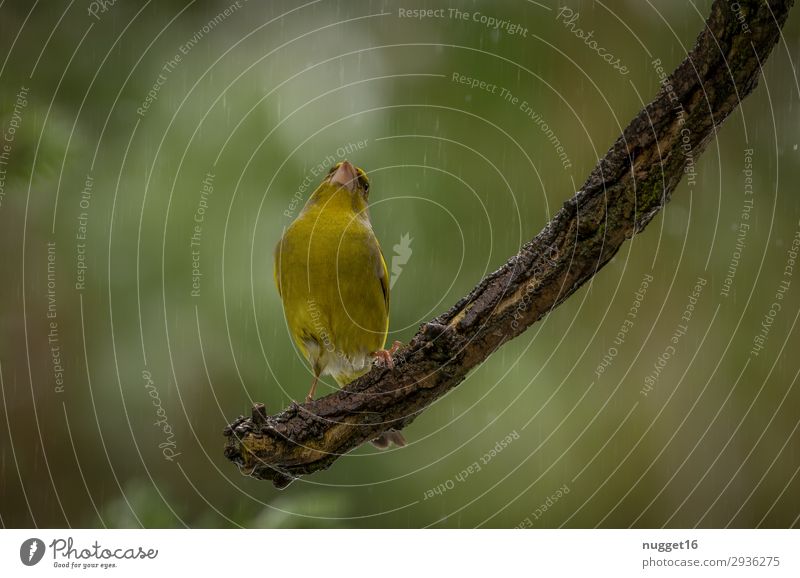 greenfinch Environment Nature Animal Spring Summer Autumn Winter Weather Bad weather Rain Tree Bushes Garden Park Forest Wild animal Bird Animal face Wing Claw