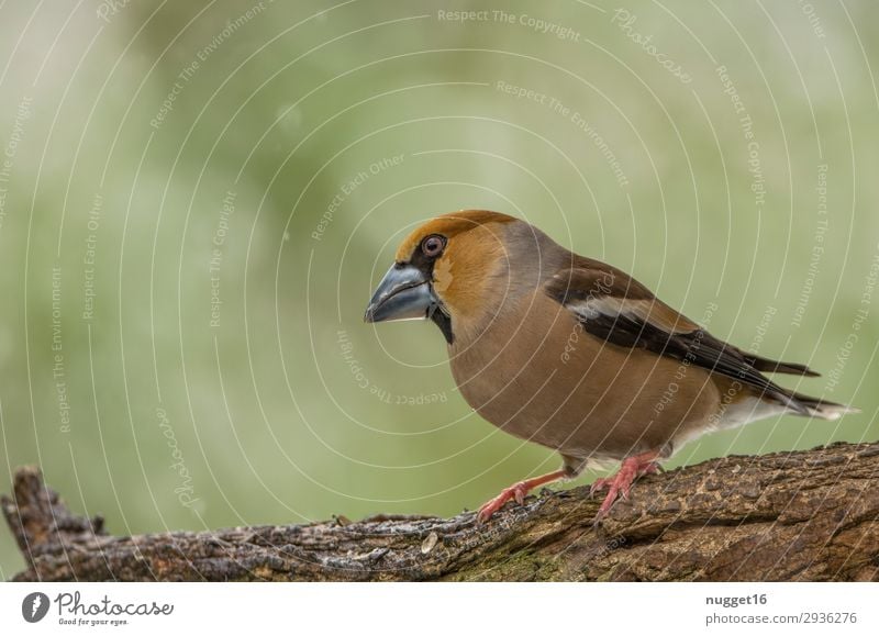 hawfinch Environment Nature Animal Spring Summer Autumn Winter Snow Snowfall Tree Bushes Garden Park Forest Wild animal Bird Animal face Wing Claw Hawfinch 1