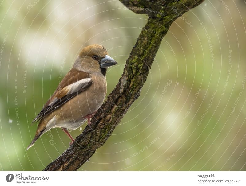 hawfinch Environment Nature Animal Spring Summer Autumn Winter Snow Snowfall Tree Garden Park Meadow Forest Wild animal Bird Animal face Wing Claw Hawfinch 1