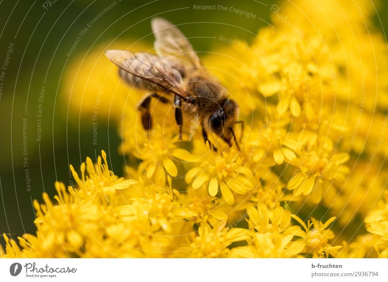 fresh nectar Summer Plant Flower Blossom Bee 1 Animal Select Observe Touch Yellow Pollen Flying Happiness Exterior shot Close-up Detail Macro (Extreme close-up)