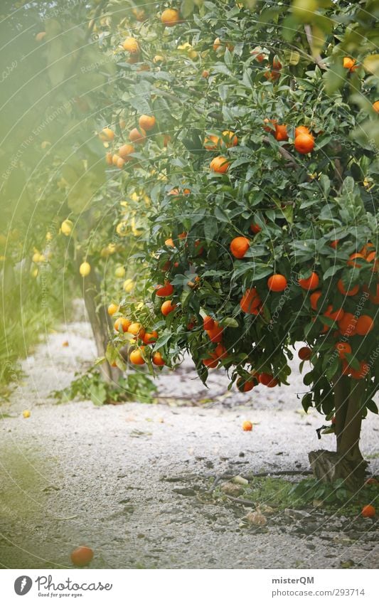 naranja. Art Esthetic Contentment Orange Orange juice Orange tree Orange blossom Orange plantation Lemon Lemon tree Lemon leaf Majorca Spain Blossoming Summer