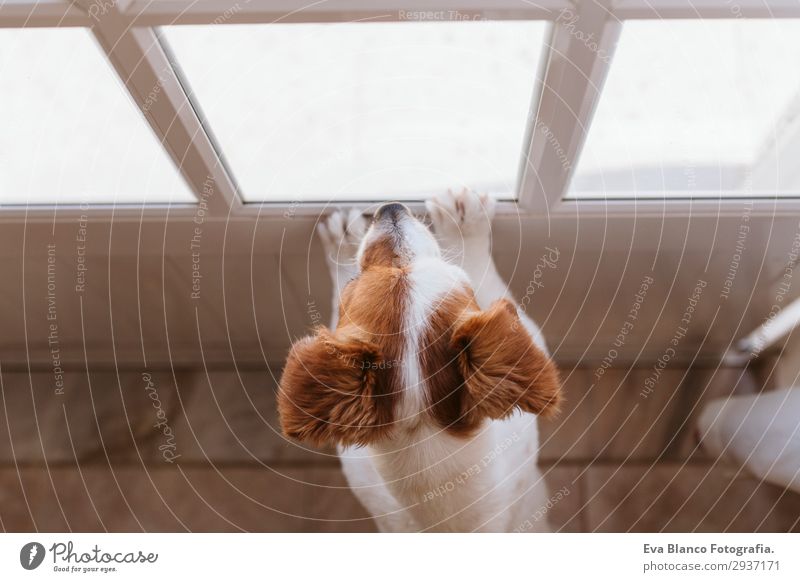 cute small dog standing looking by the window Lifestyle Happy Relaxation Sun House (Residential Structure) Friendship Animal Summer Window Pet Dog 1 Observe