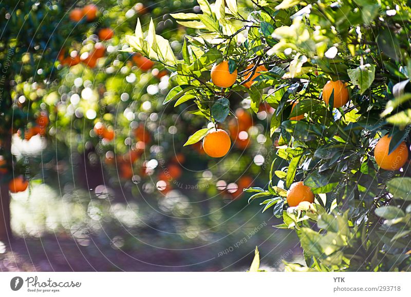 Citrus Garden I Environment Nature Plant Elements Air Spring Summer Climate Beautiful weather Tree Leaf Foliage plant Agricultural crop Field Fresh Healthy