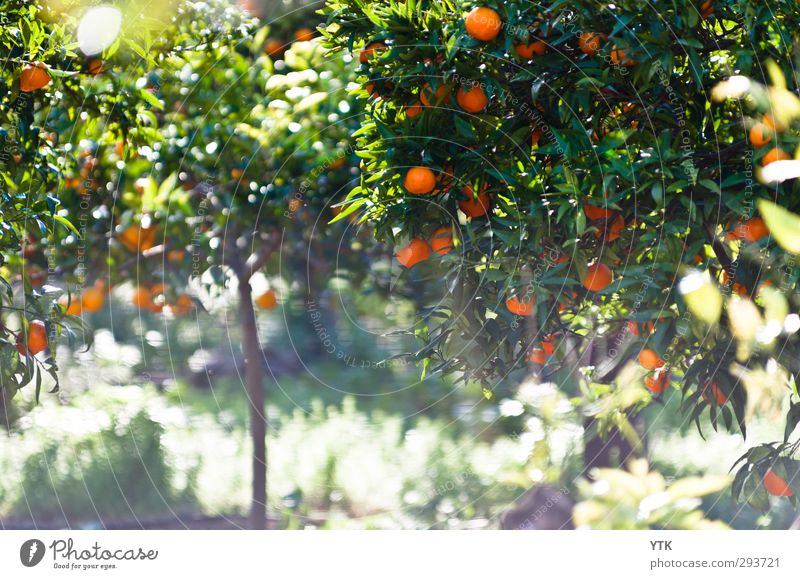 Citrus Garden III Environment Nature Plant Elements Earth Air Sun Sunlight Spring Summer Climate Beautiful weather Tree Grass Bushes Leaf Blossom Foliage plant