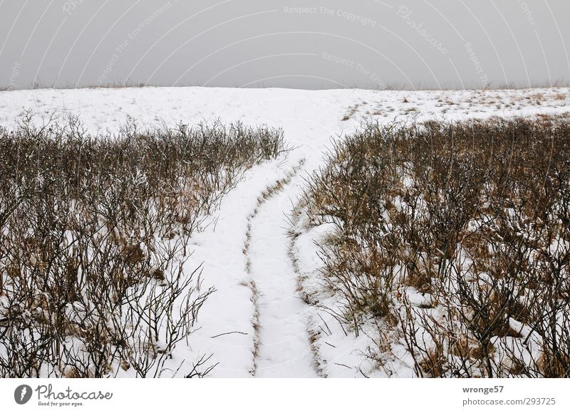 Path at the High Shore Vacation & Travel Trip Winter Snow Hiking Landscape Plant Sky Clouds Bushes Coast Baltic Sea High banks White Snowscape Lanes & trails