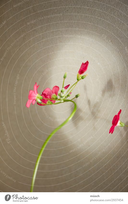 pink flowers Delicate Pink Romance turn towards green Caution sensitive Ease bleed Nature Summer Theatre lines feminine Soul flexed Gray Light Shadow Circle