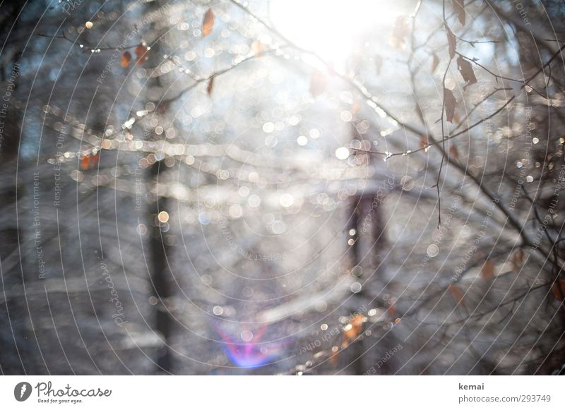 light Environment Nature Plant Water Drops of water Beautiful weather Ice Frost Tree Bushes Leaf Branch Twig Forest Hang Bright Glittering Lens flare whirr
