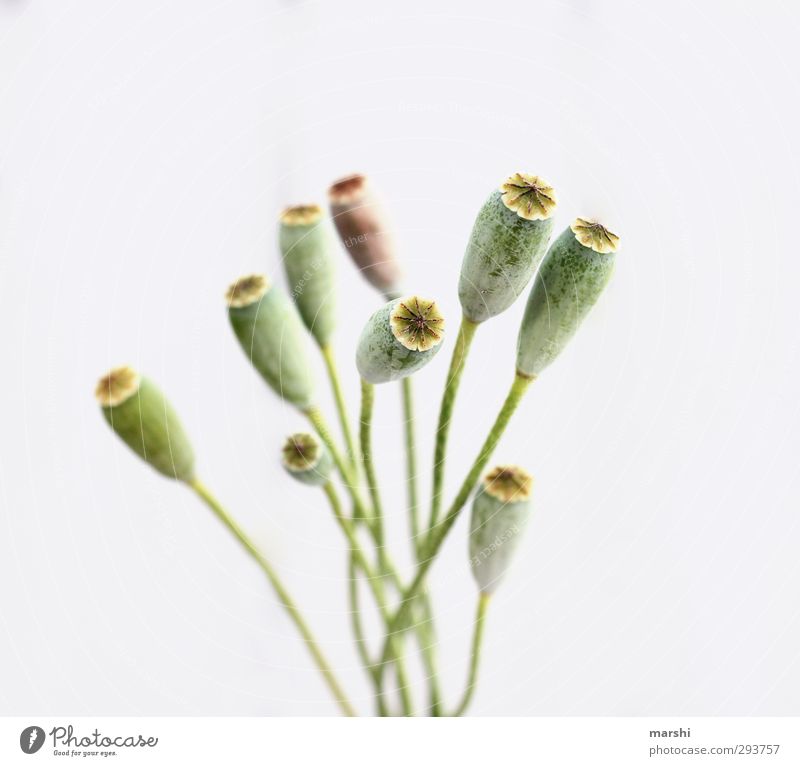poppy seed capsules Nature Plant Flower Foliage plant Agricultural crop Green Poppy Poppy capsule Poppy field Isolated Image Colour photo Studio shot Detail