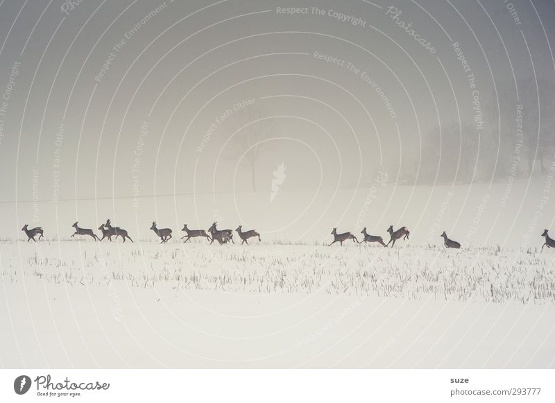 deer incarnation Hunting Environment Nature Landscape Animal Elements Sky Cloudless sky Winter Fog Snow Field Wild animal Group of animals Herd Running