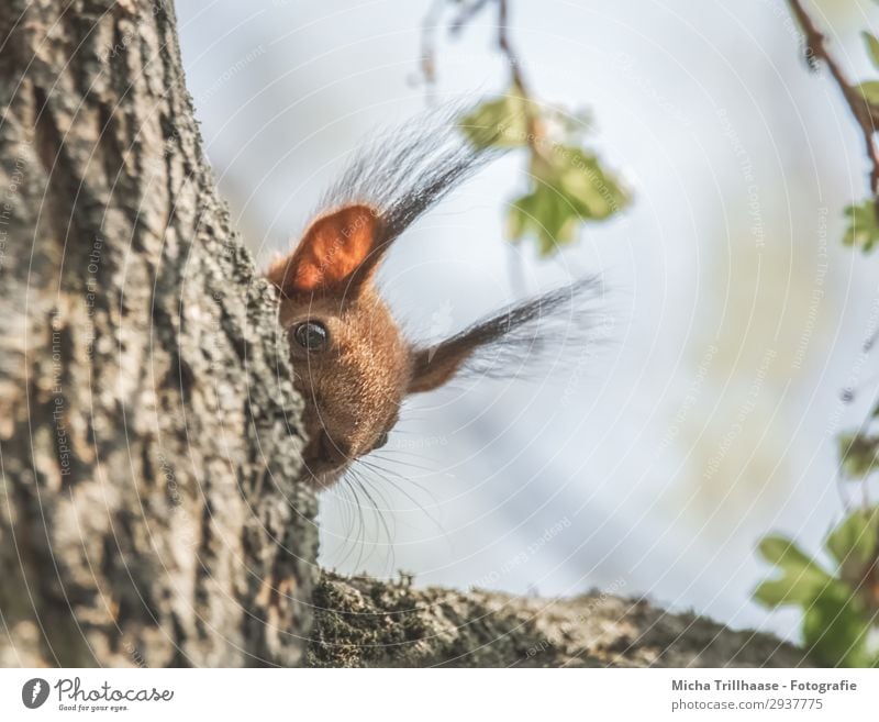Squirrel curiously looks around the corner Nature Animal Sky Sunlight Beautiful weather Tree Wild animal Animal face Pelt Eyes Ear paintbrush ears Nose Rodent 1