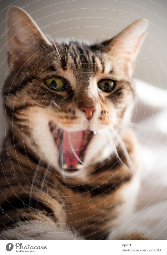 Hey, sweetie... Animal Pet Cat 1 Exceptional Happiness Funny Positive Crazy Joy Moody Colour photo Interior shot Sunlight Shallow depth of field Animal portrait