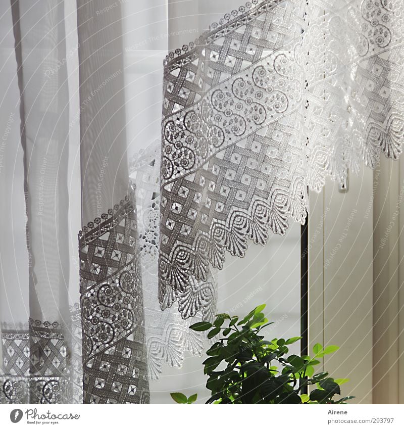 small green and soft white (encounter) Flat (apartment) Interior design Decoration Window board Plant Leaf Foliage plant Curtain Drape lace curtain Hang Growth