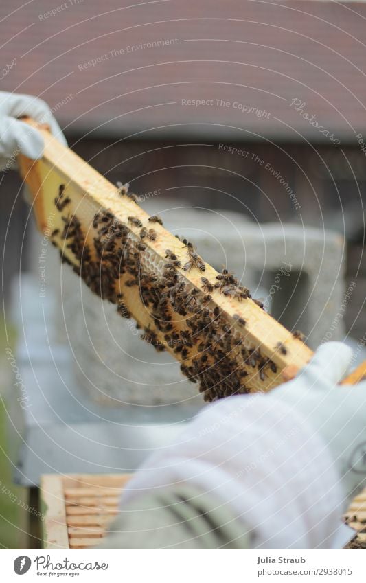 Bees Bee frame beekeeper Build Observe Looking Growth Exceptional Climate Beehive Bee-keeper Bee-keeping beeswax Honey-comb Colour photo Exterior shot Day