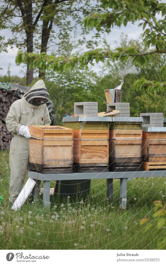 Beekeeper apiary nature smoke Masculine 1 Human being 30 - 45 years Adults Nature Plant Tree Meadow Field Observe Looking Uniqueness Green Serene Patient Calm