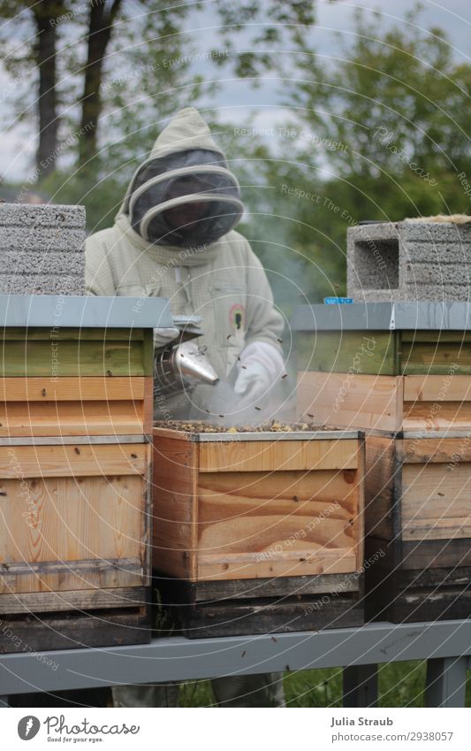Beekeeper Bee hives smoke Leisure and hobbies Veil Masculine 1 Human being Work and employment Observe Looking Brown Rescue apiary Beehive Colour photo