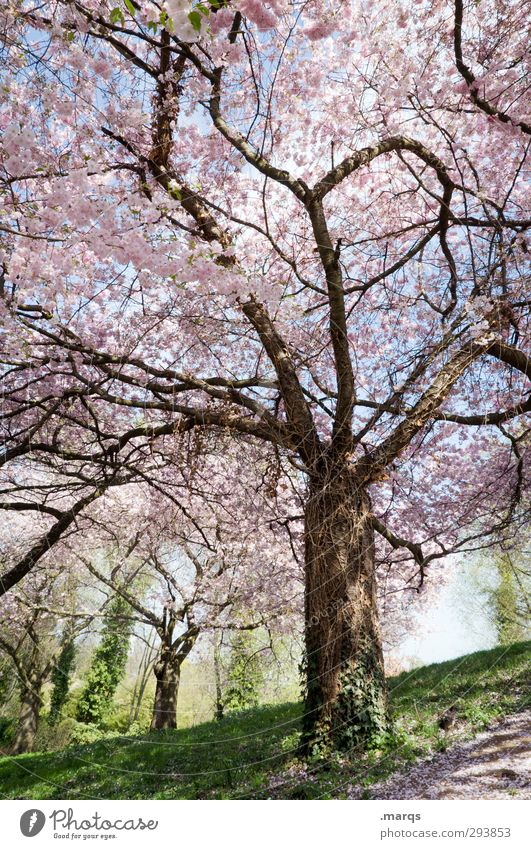 park Nature Landscape Spring Beautiful weather Plant Tree Cherry blossom Cherry tree Park Meadow Esthetic Fresh Bright Moody Spring fever Anticipation Life