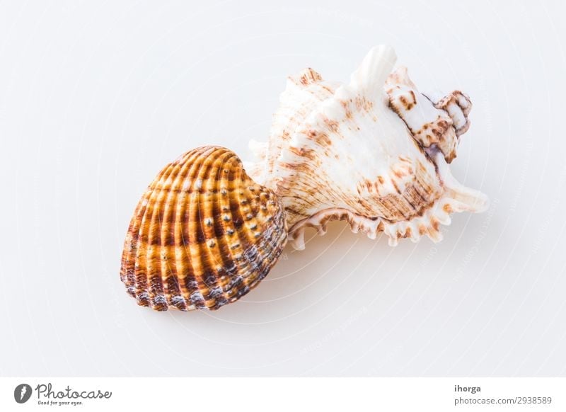 Seashells. Top view with copy space. Flat backdrop background beach beige clean closeup coast concept copyspace design detail frame holiday light marine