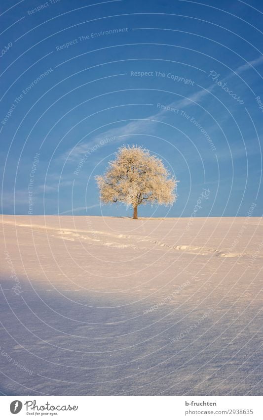 Tree in winter Environment Nature Landscape Winter Beautiful weather Free Friendliness Blue White Snowscape Individual 1 Loneliness Colour photo Exterior shot
