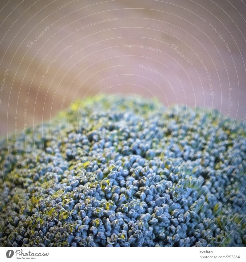 broccoli Food Vegetable Fresh Healthy Delicious Blue Brown Green Broccoli Cabbage Nutrition flush Raw Subdued colour Studio shot Detail Copy Space top