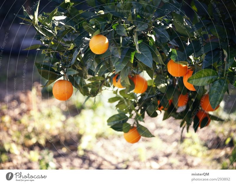 bitter aftertaste. Art Esthetic Contentment Orange Growth Mature Fruit Orange juice Orange peel Orange plantation Orange tree Plantation Colour photo