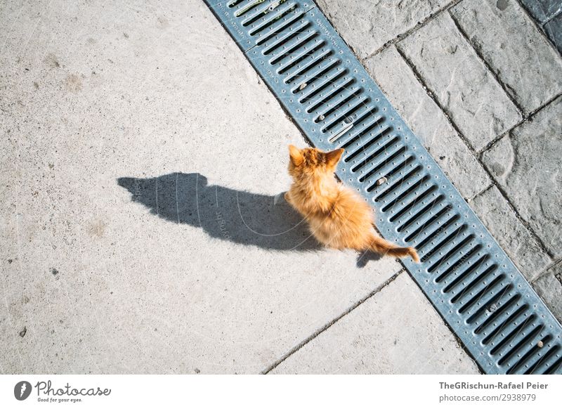 meow Animal Cat 1 Gray Orange White Shadow Shadow play little cat Domestic cat Contrast Silhouette Playing Curiosity Caress Tails Ear Colour photo Exterior shot