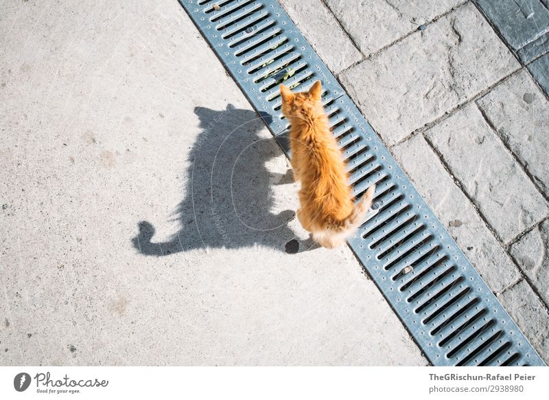 cat Animal Cat 1 Brown Orange Black Baby animal Shadow Shadow play Light Playing Esthetic Curiosity Tails Walking Colour photo Exterior shot Deserted
