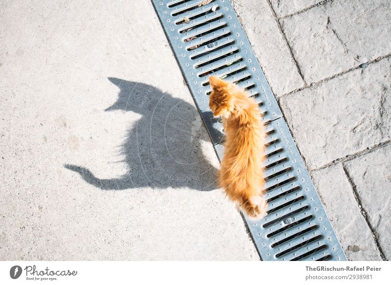 cat Animal Cat 1 Gray Orange Domestic cat Meow Playing Walking Balance Silhouette Shadow Shadow play Curiosity Tails Colour photo Copy Space left