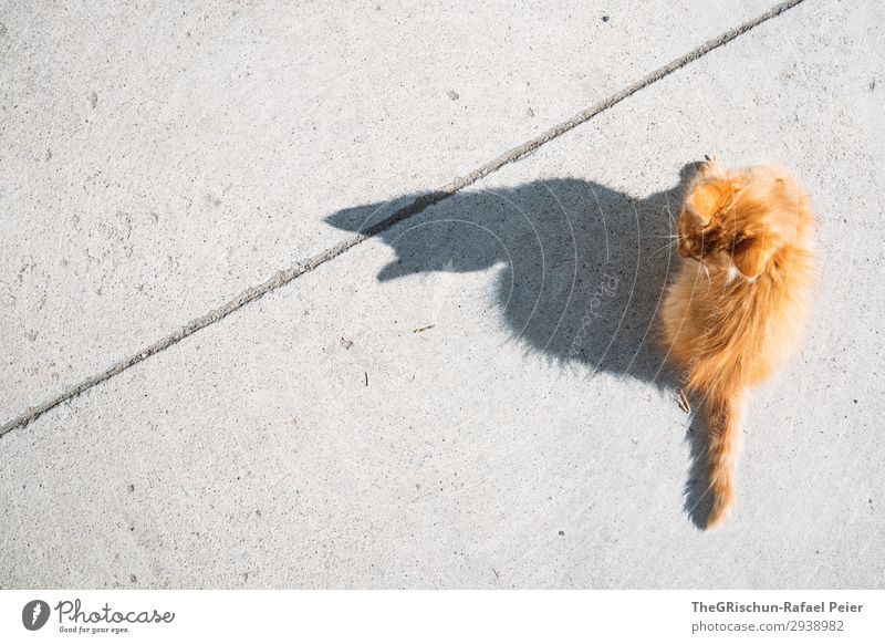 cat Animal Cat 1 Gray Orange Domestic cat Meow Sit Playing Shadow Concrete Ear Silhouette Contrast Light Hair Colour photo Exterior shot Deserted