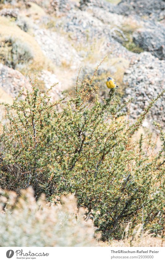 bird Animal 1 Yellow Green Bushy Stony Rock Bird Flying Posture Camouflage Colour photo Exterior shot Deserted Copy Space top Copy Space bottom Day