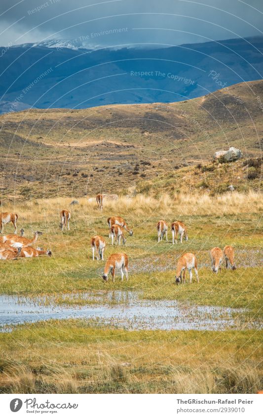 Guanaco Herd Animal Group of animals Blue Brown Green Patagonia Llama Alpaca Exterior shot To feed Drinking guanaco Stone Steppe Hill Mountain South America