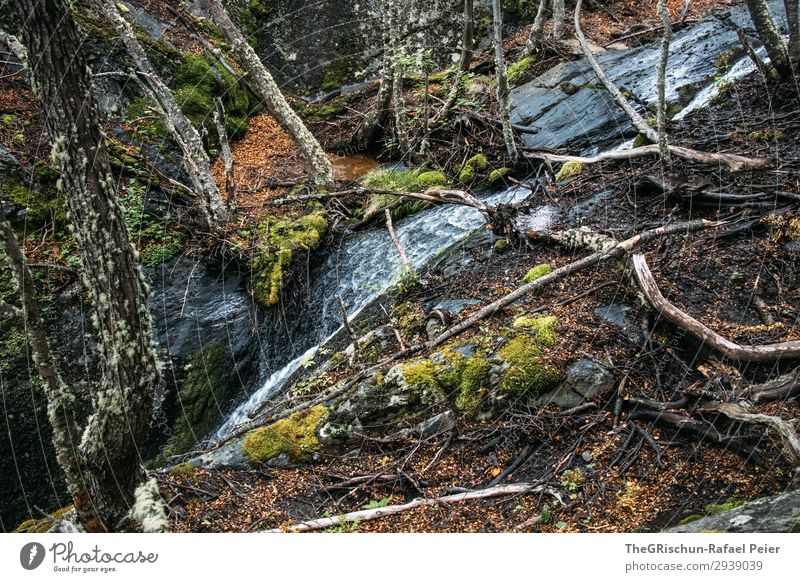 waterfall Nature Green Waterfall Tree Moss Overgrown Rock Flow Root vegetable National Park Patagonia Colour photo Exterior shot Deserted Copy Space top