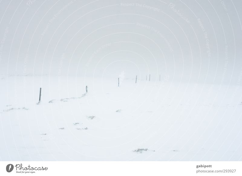 Winter adé Landscape Horizon Weather Bad weather Ice Frost Snow Meadow Field Cold Gloomy White Calm Loneliness End Irritation Lanes & trails Snowscape