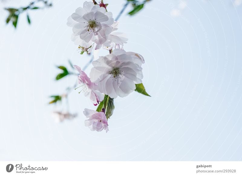 Spring olé Nature Plant Cloudless sky Beautiful weather Tree Leaf Blossom Cherry blossom Blossoming Warmth Blue Pink Spring fever Anticipation Beginning Colour